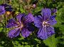 Ger x magn Anemoneflorum_1